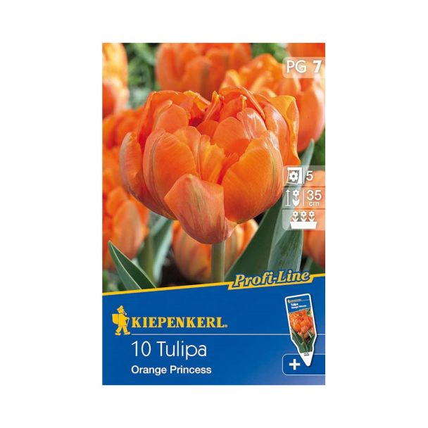 Gefüllte späte Tulpe `Orange Princess` - Blumenzwiebel