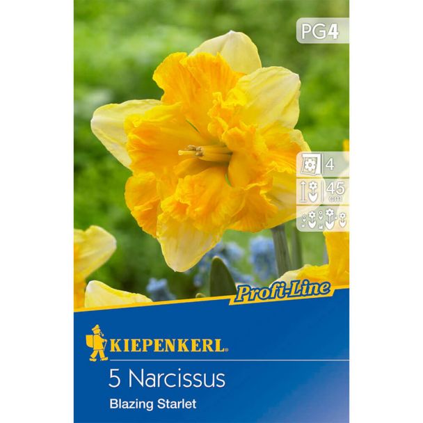 Kiepenkerl Profiline Narzisse Blazing Starlet