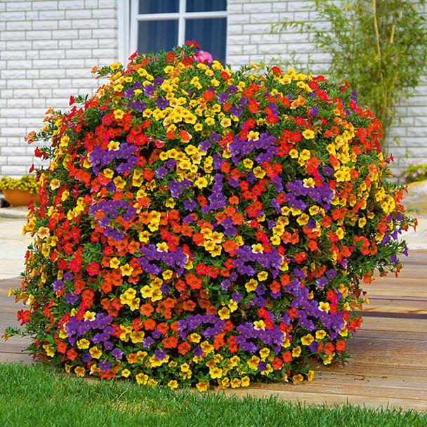 Mini-Hänge-Petunien New Celebration® 'Carneval'