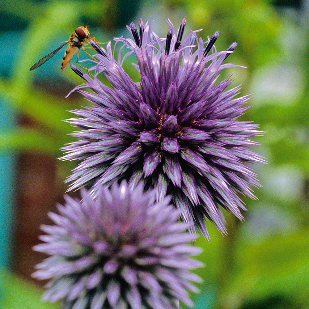 BIO Kugeldistel kaufen | Ahrens+Sieberz - Pflanzenversand & Gartenbedarf