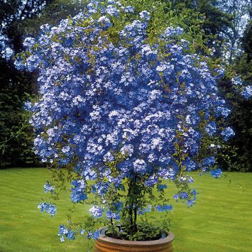 Plumbago-Stämmchen, gestäbt