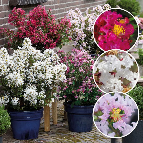 Set-Preis: 3 Lagerstroemia 1x rot, 1x weiß, 1x pink