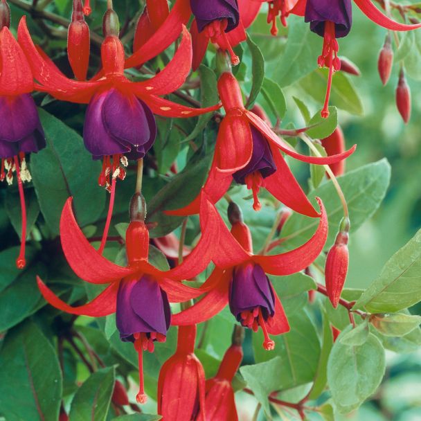 Fuchsia-Hybride 'Tom Thumb'