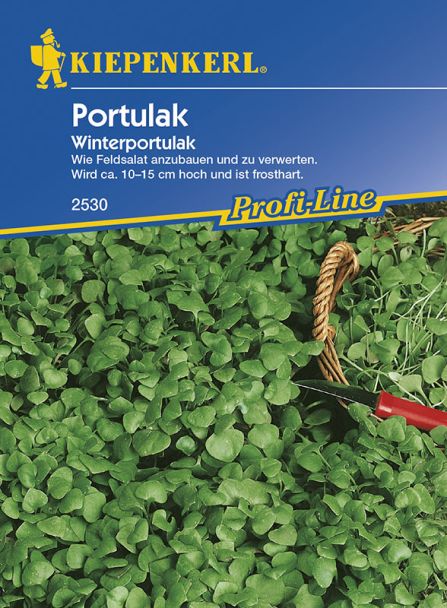 Portulak 'Winterportulak'