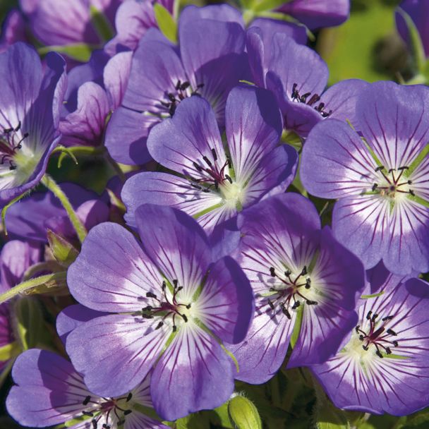Winterharte Freiland- Geranie 'Sweet Heidy'