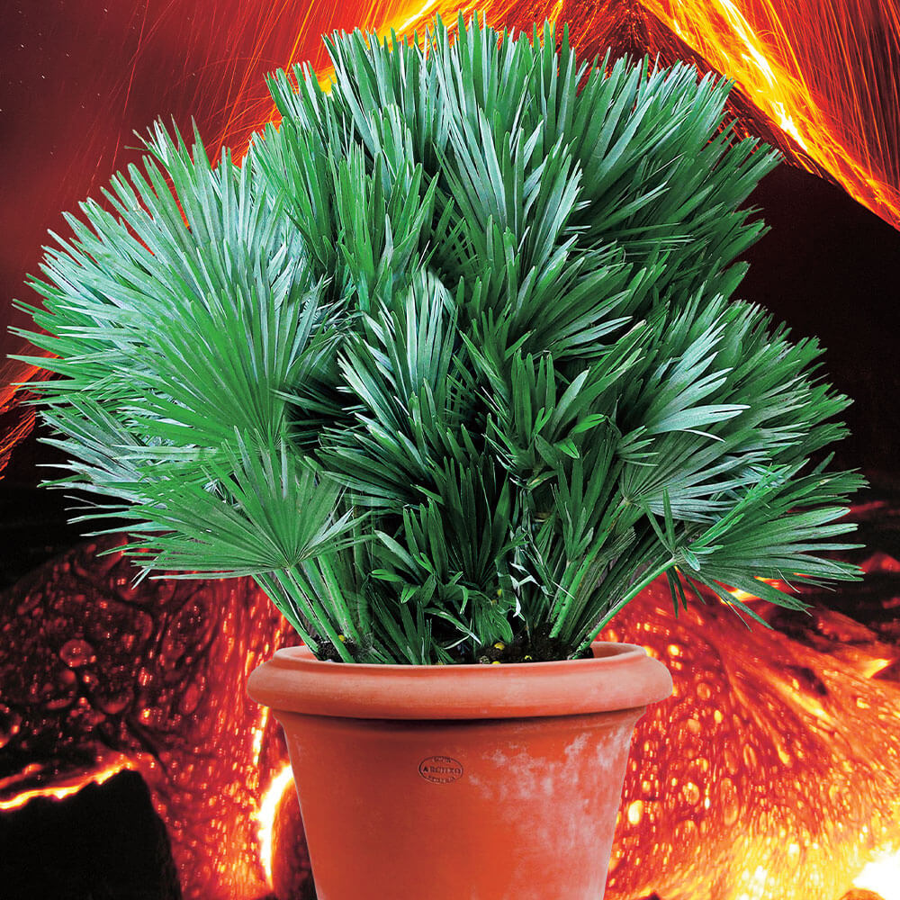 Blaue Vulkanpalme Vesuvio Blue kaufen | Ahrens+Sieberz - Pflanzenversand &  Gartenbedarf