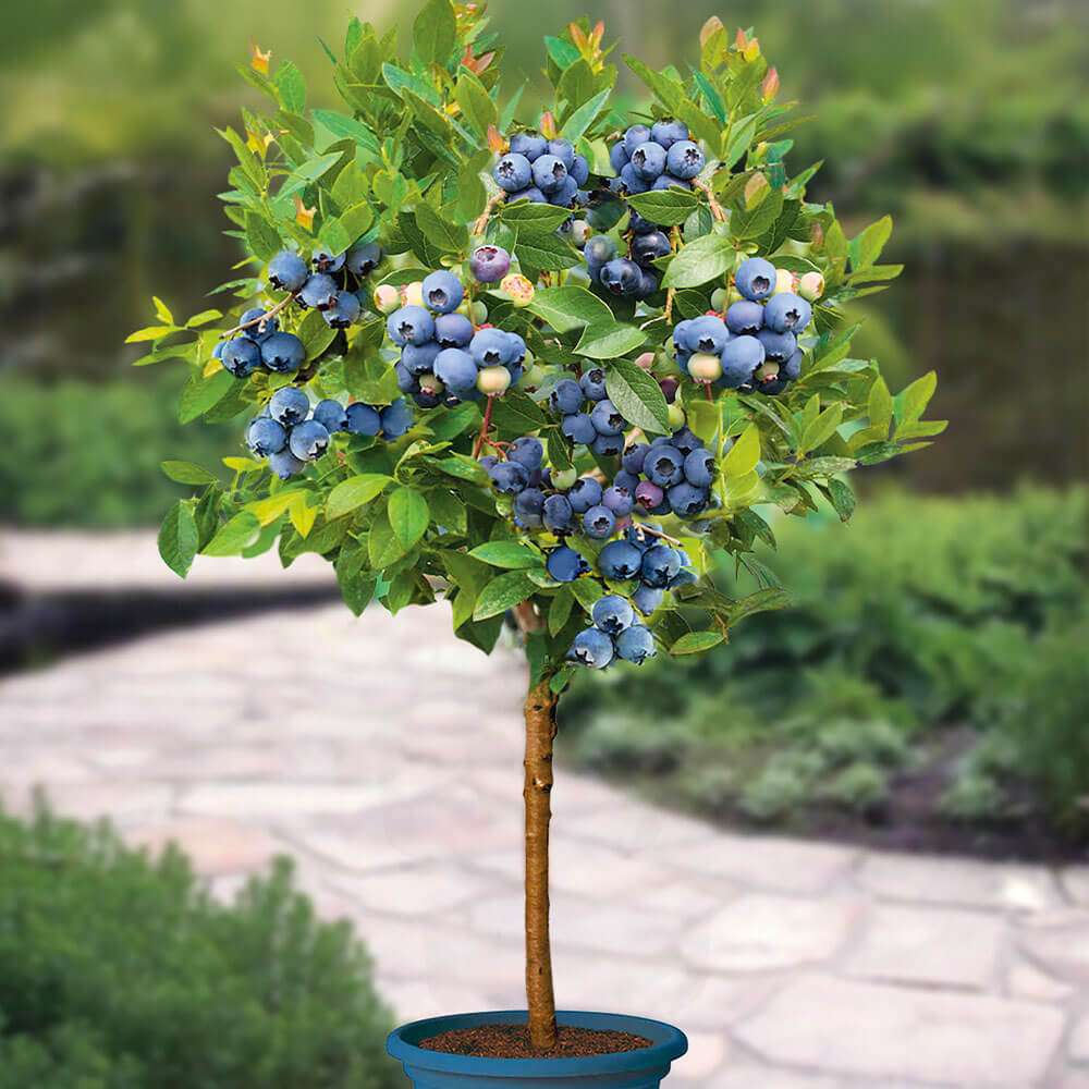 Heidelbeerstmmchen 'Blue Bijoux' kaufen | Ahrens+Sieberz - Pflanzenversand  & Gartenbedarf