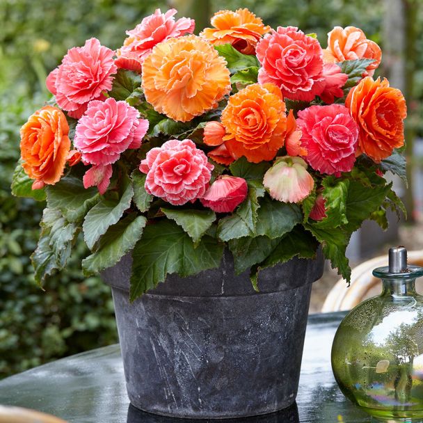 Begonien-Mix in Apricot und Pink