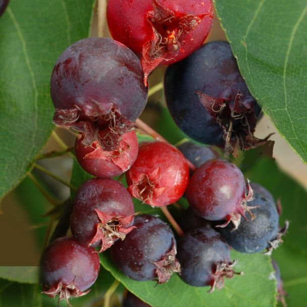Pralina die Aroma-Frucht: 'Rainbow Pillar®'