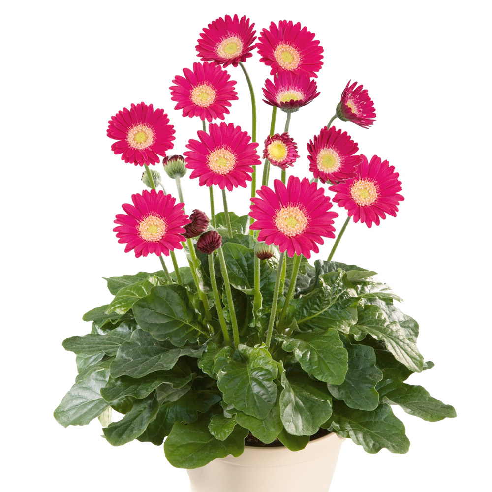 Winterharte Gerbera 'Garvinea®' (Rosa) kaufen Ahrens+Sieberz