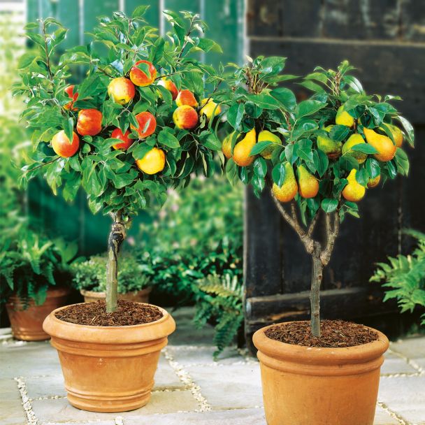Set-Preis: Zwerg-Obst: 1 x Zwerg-Apfel-Stämmchen & 1 x Zwerg-Birnen-Stämmchen