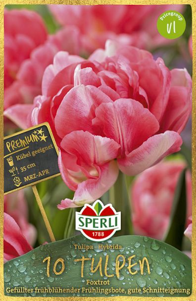 Gefüllte, frühe Tulpen 'Foxtrot'
