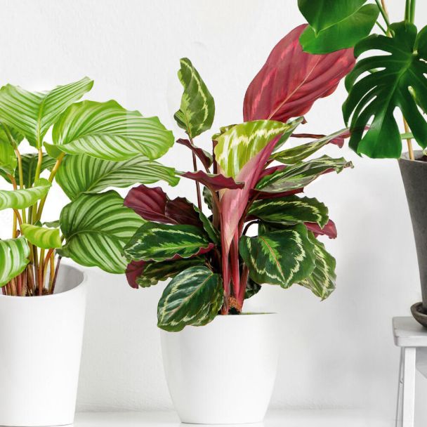 Calathea Roseopicta
