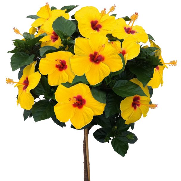 Riesen-Sommerhibiskus, Gelb