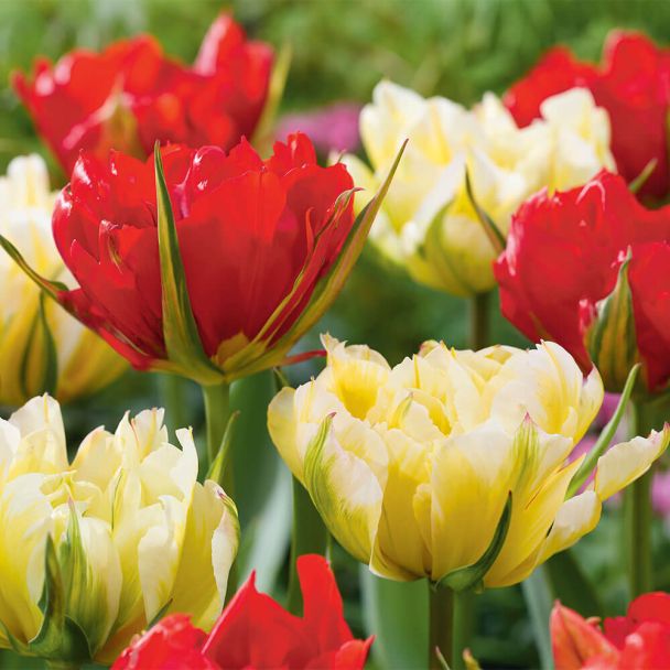 Tulpenmix Sweet and Love Valley