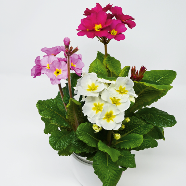 Stielprimel Trio (Weiß, Purpur, Rosa)