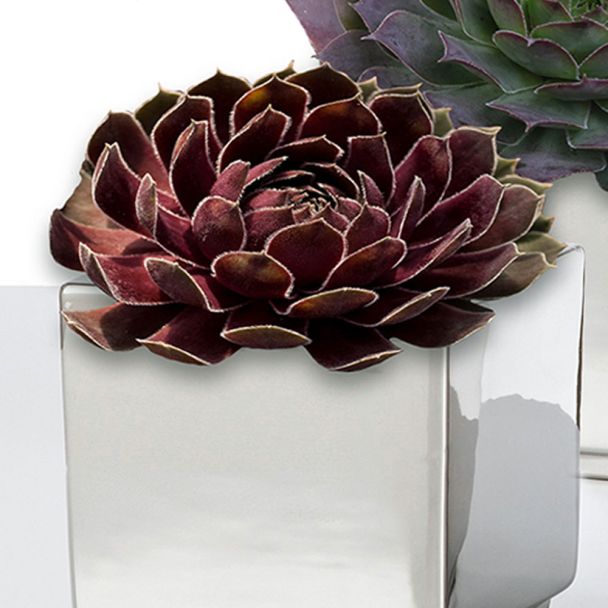 Sempervivum Ruby Hearts