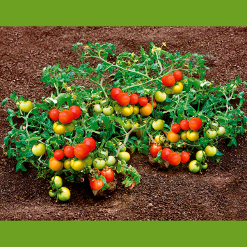 Auf welche Faktoren Sie zuhause vor dem Kauf bei Tomatenpflanzen harzfeuer Aufmerksamkeit richten sollten