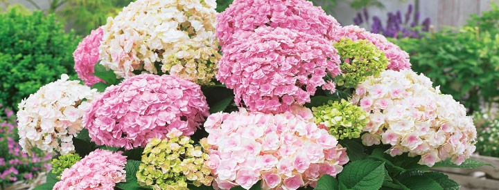 Ziergehlze und Blhgehlze kaufen | Ahrens+Sieberz - Pflanzenversand &  Gartenbedarf