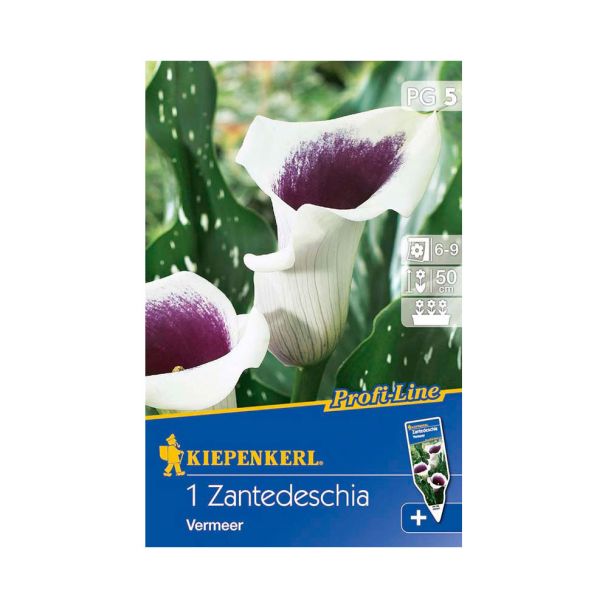 Calla 'Vermeer' - Profi Line
