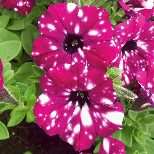 Petunie 'Royal Sky'
