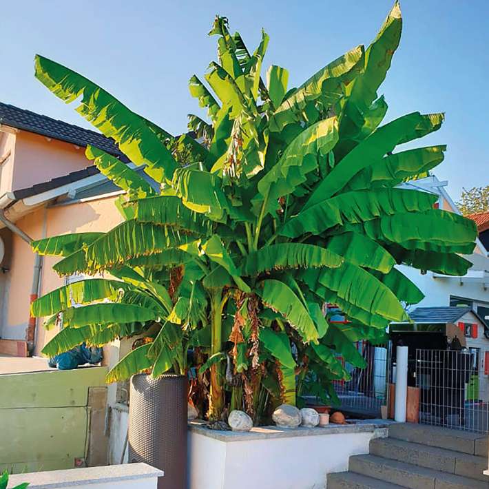 Winterharte Bananenstaude Musa (Musa Basjoo) kaufen | Ahrens+Sieberz -  Pflanzenversand & Gartenbedarf