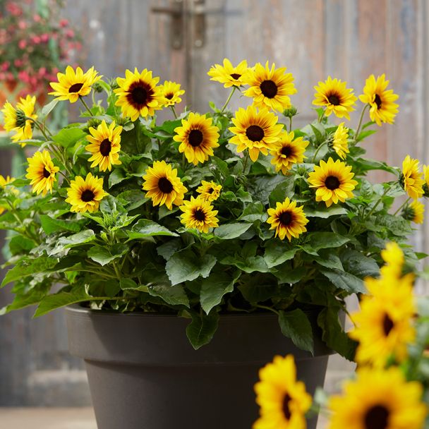 Sonnenblume SUNbelievable™