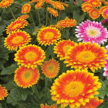 Gerbera Sweet Blaze Orange