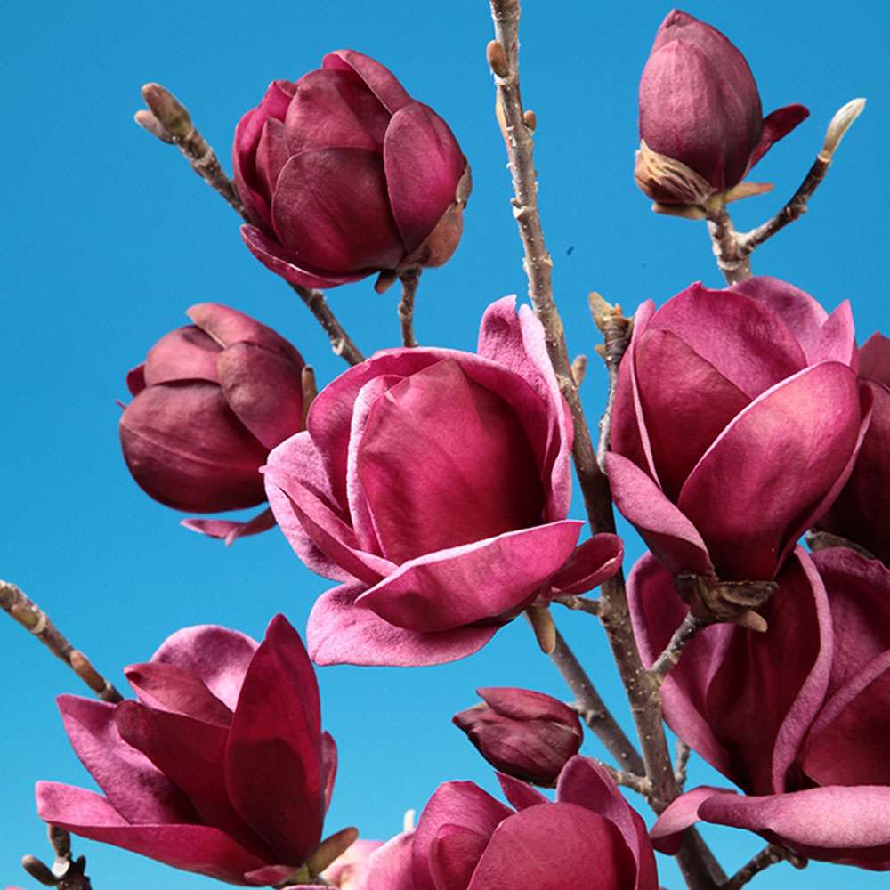 Magnolie 'Genie®' Magnolien Blüh & Ziergehölze Ahrens+Sieberz