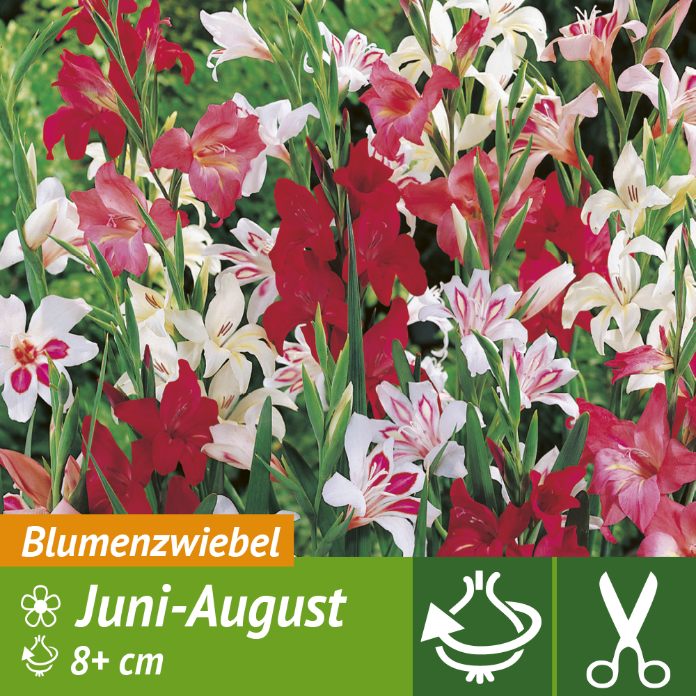 Winterharte ZwergGladiolen Mischung Gladiolen Blumenzwiebeln
