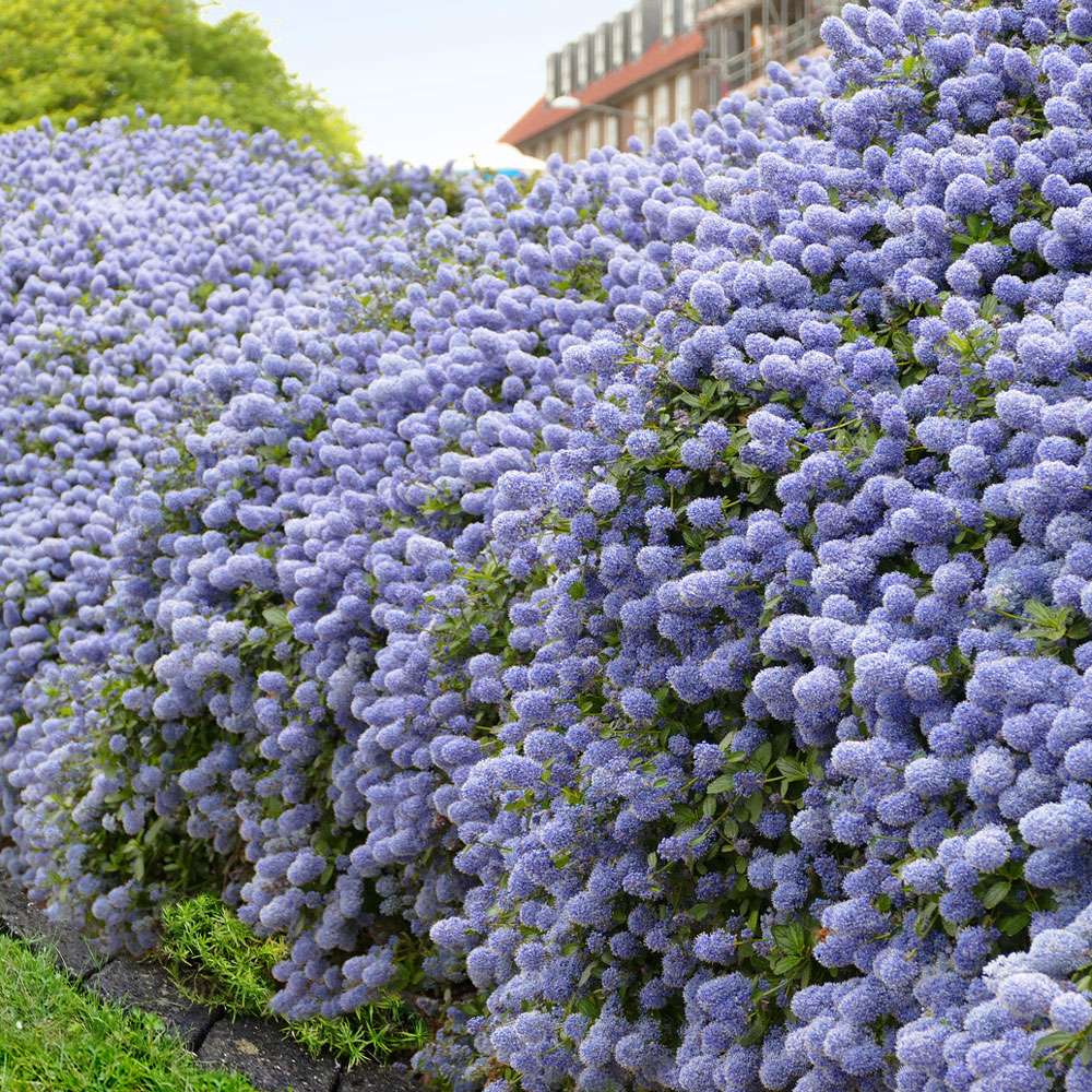 Kalifornischer Flieder Blue Mound kaufen Ahrens+Sieberz