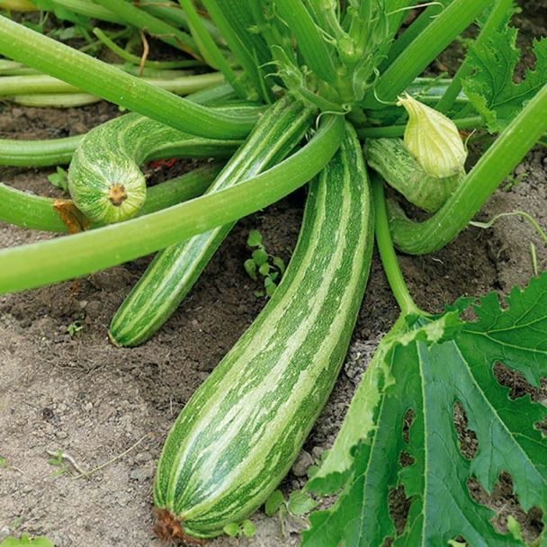 Culinari-Green F1 - Grüne Zucchini