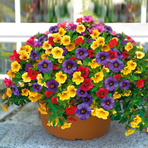 Mini-Hänge-Petunien New Celebration® 'Carneval'