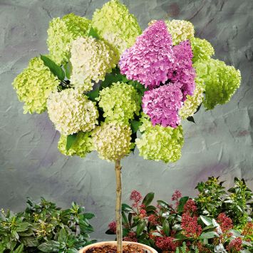 Riesen-Blüten-Hortensien-Stamm 'Limelight'