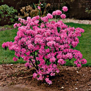 Winterblühende Alpenrose