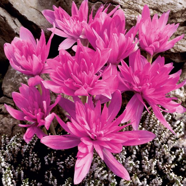 Herbstzeitlose Waterlily