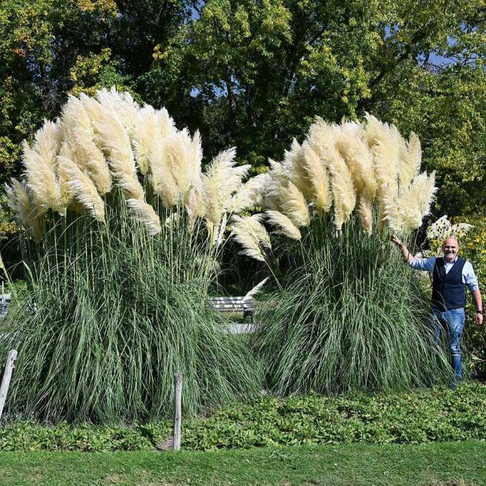 BIO Pampasgras 'Silber' kaufen | Ahrens+Sieberz - Pflanzenversand &  Gartenbedarf