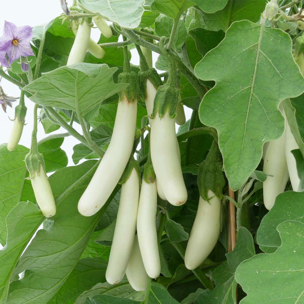 Weiße Kleine - weiße Fingeraubergine