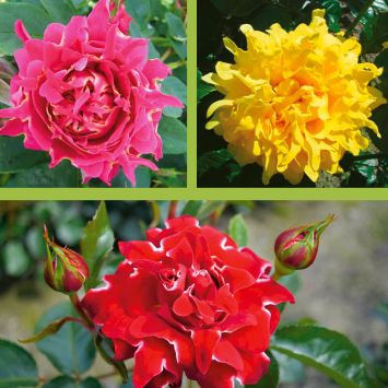 3 Ruffles Rosen: Red Lady, Splendid, Joy
