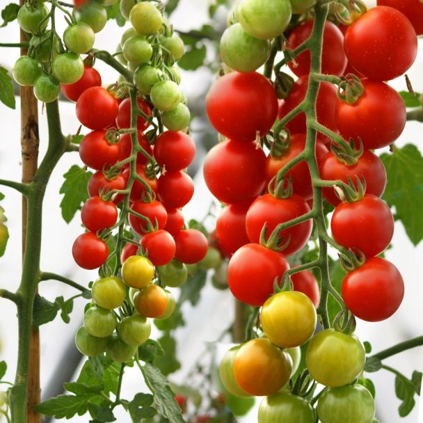 'CherryLady' F1 - die rote Cherry-Tomate