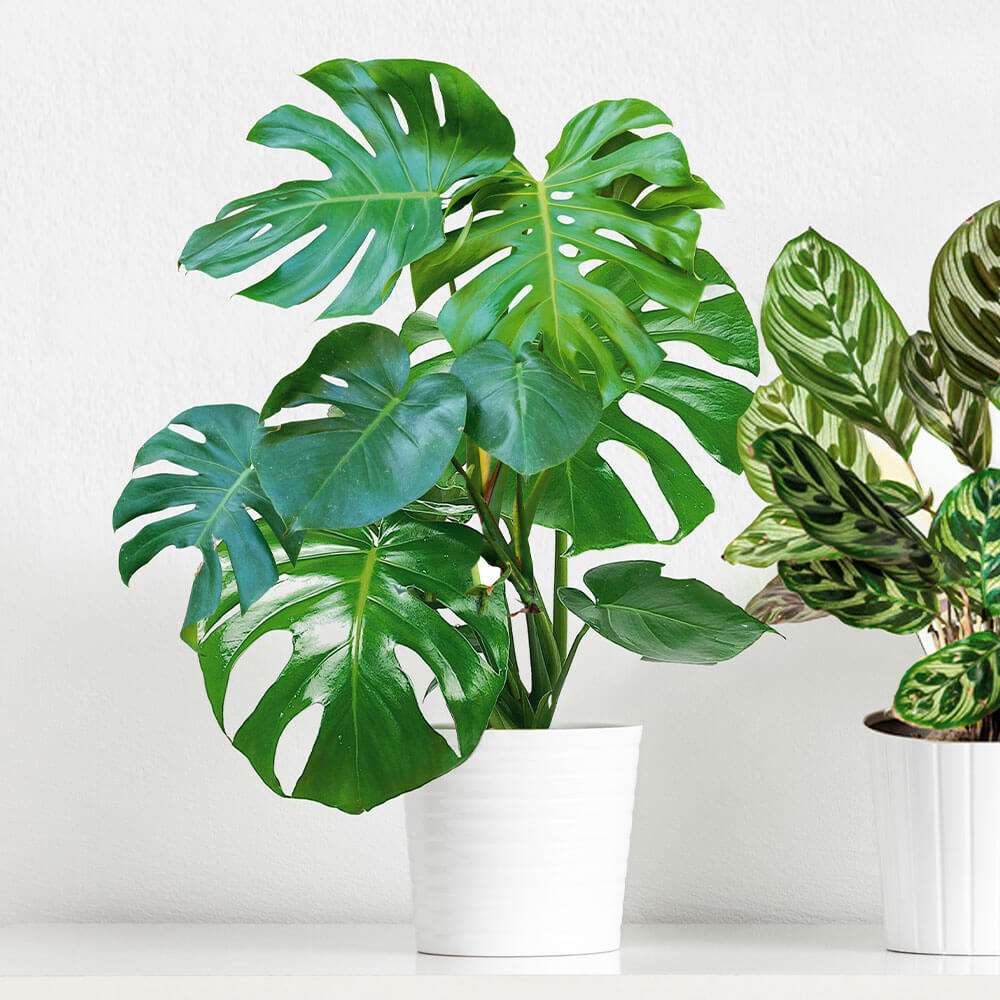 Monstera kaufen | Ahrens+Sieberz - Pflanzenversand & Gartenbedarf