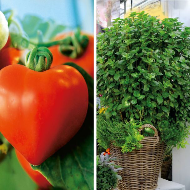 Sparangebot: 2 x Herz-Tomaten 'Lovely' + 1 x Säulen-Basilikum 'La Palma'