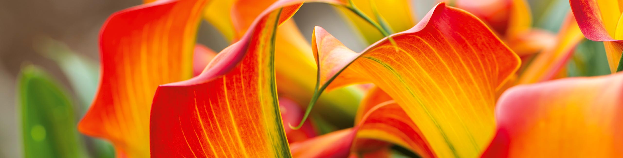 Calla Morning Sun