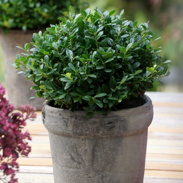 Ilex 'Luxus Globe'