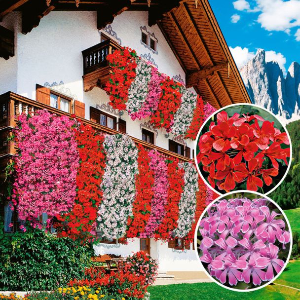Echte Tiroler Hänge-Geranien 'Tirolia': Farbduo (3 x Rot und 3 x Pink)