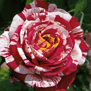 Edel-Rose 'Best Impression®'
