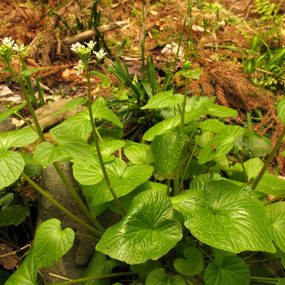 Wasabi Bio Samen  Seltene Mehrjhrige Zimmerpflanze & Krutergarten, 200  Samen Seltene Zimmerpflanzen