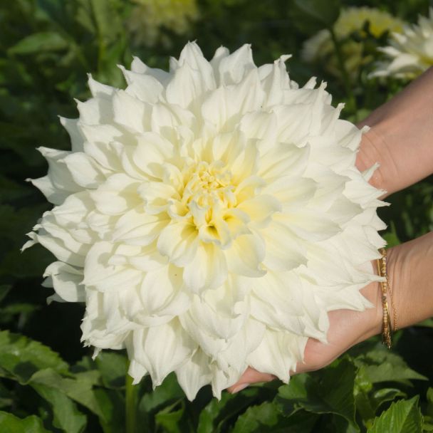 Dahlie 'Dinnerplate Fleurel'