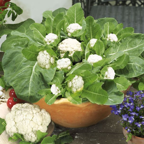 MultiFlora PflückBlumenkohl weiteres Gemüse Sortiment