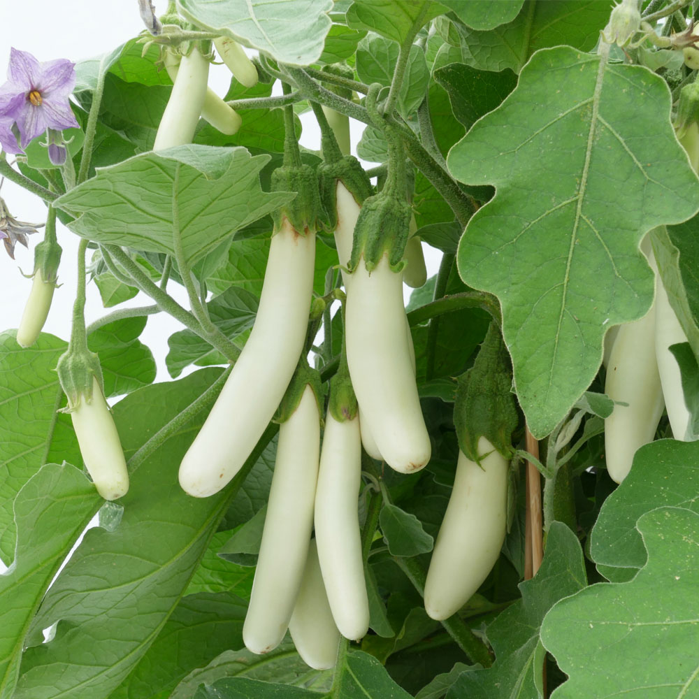 Weisse Kleine Weisse Fingeraubergine Aubergine Gemusepflanzen Gemuse Ahrens Sieberz Pflanzenversand Gartenbedarf